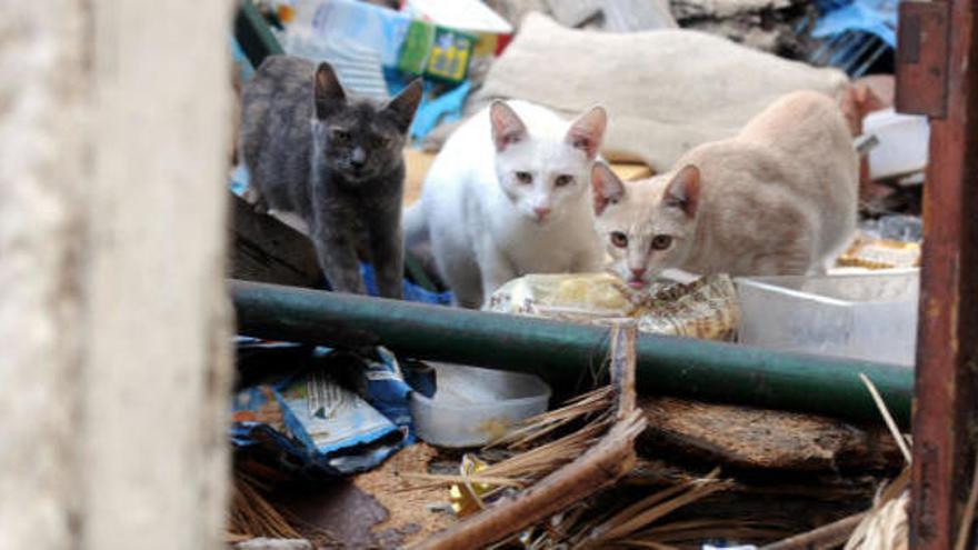 Unos gatos entre basuras, en una imagen de archivo.