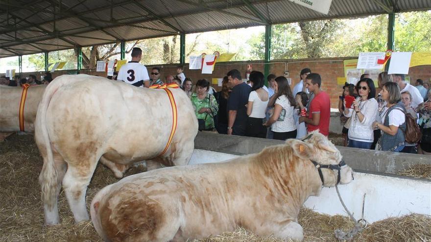 La feria de Zafra acoge 600 expositores y 2.600 cabezas de ganado