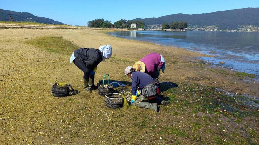 Mariscadoras na praia de Cesantes coa illa de San Simón ao fondo. | // FDV
