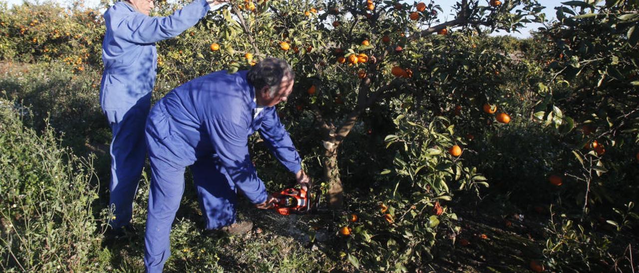 Dos agricultores talan los naranjos en la Ribera Alta ante el bajo precio de la naranja.