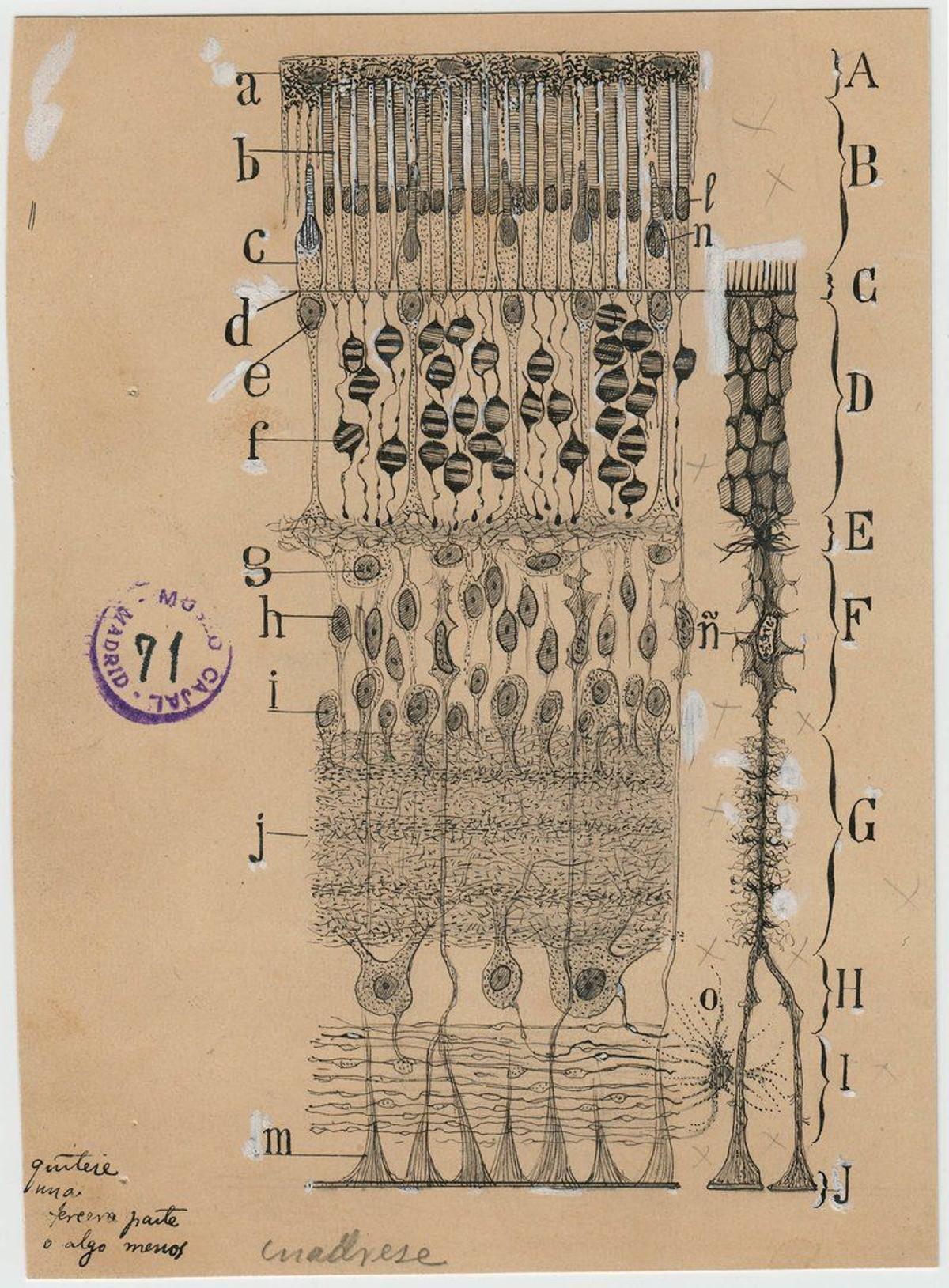 Dibujo de Santiago Ramón y Cajal en el que categoriza por capas las neuronas que resuelven la visión humana.