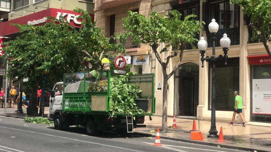 En la Rambla se están saneando los árboles y cortando las ramas