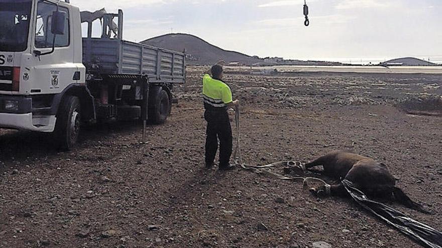 Hallado un caballo muerto en Agüimes