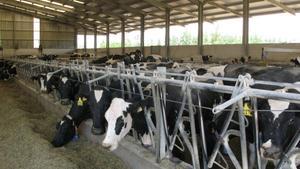 Claus per entendre la polèmica sobre les ‘macrogranges’