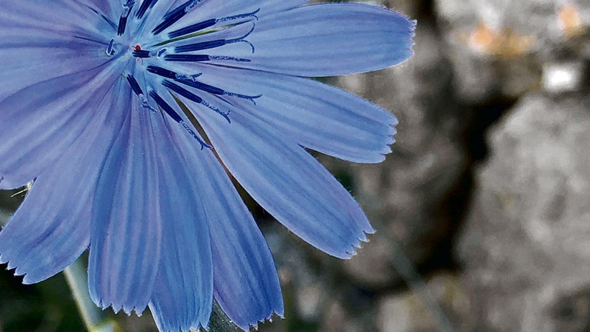 Die Blüten der Wegwarte bilden sich an den Achseln der Stängel.