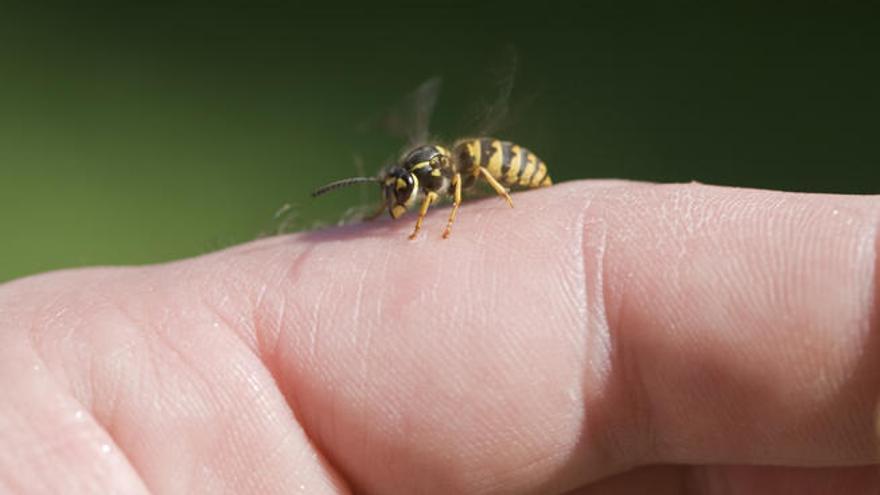 Las picaduras de las avispas y las abejas puede provocar reacciones alérgicas.