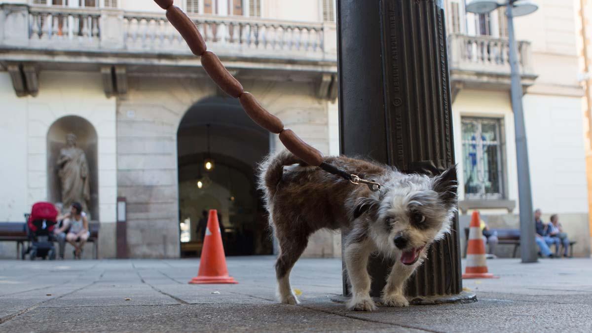 El pis de los perros, muy nocivo para las farolas y el mobiliario urbano -  Fluye Canarias