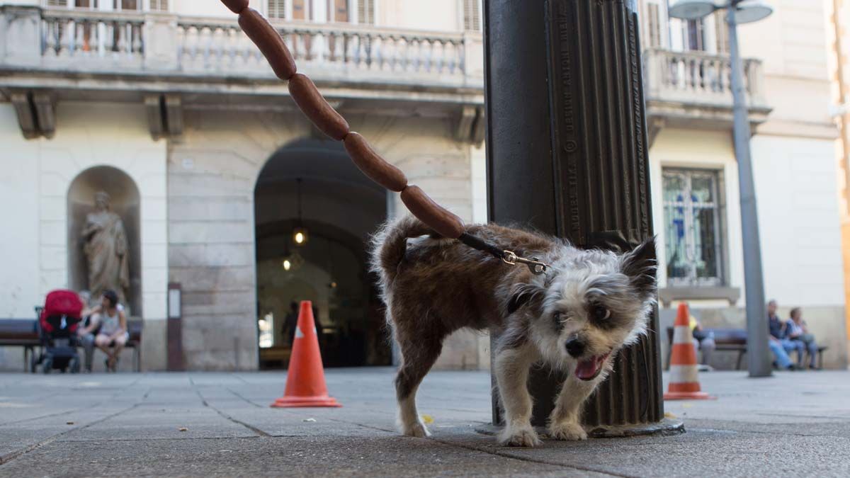 Un perro orina en una calle de Mataró