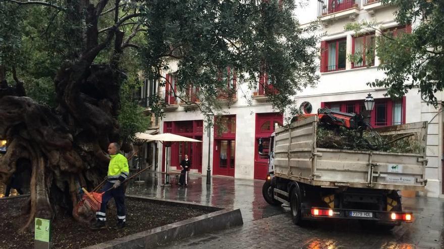 Podan el emblemático olivo de Cort