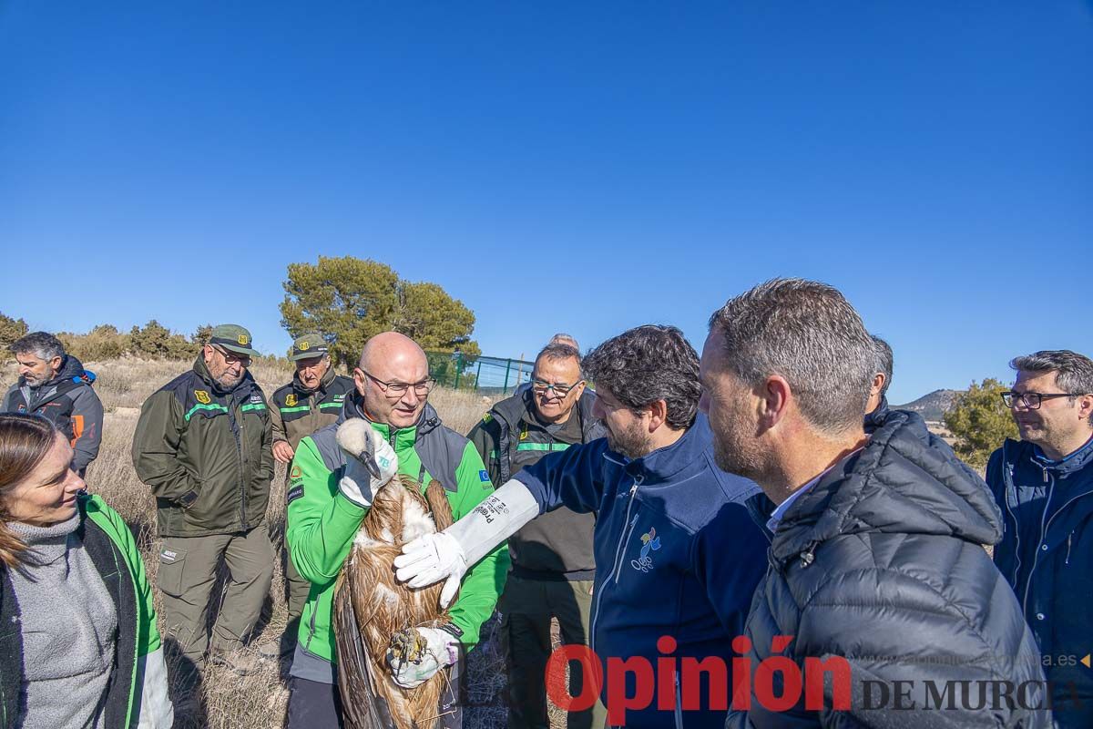 Suelta de dos buitres leonados en la Sierra de Mojantes en Caravaca