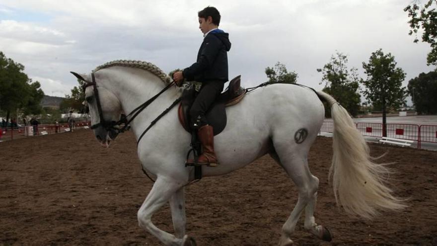 Los caballos cruzados toman el Huerto de la Rueda