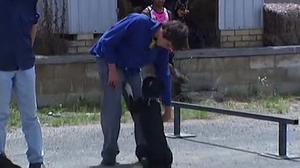 Un nen cuida un gos a la granja australiana.