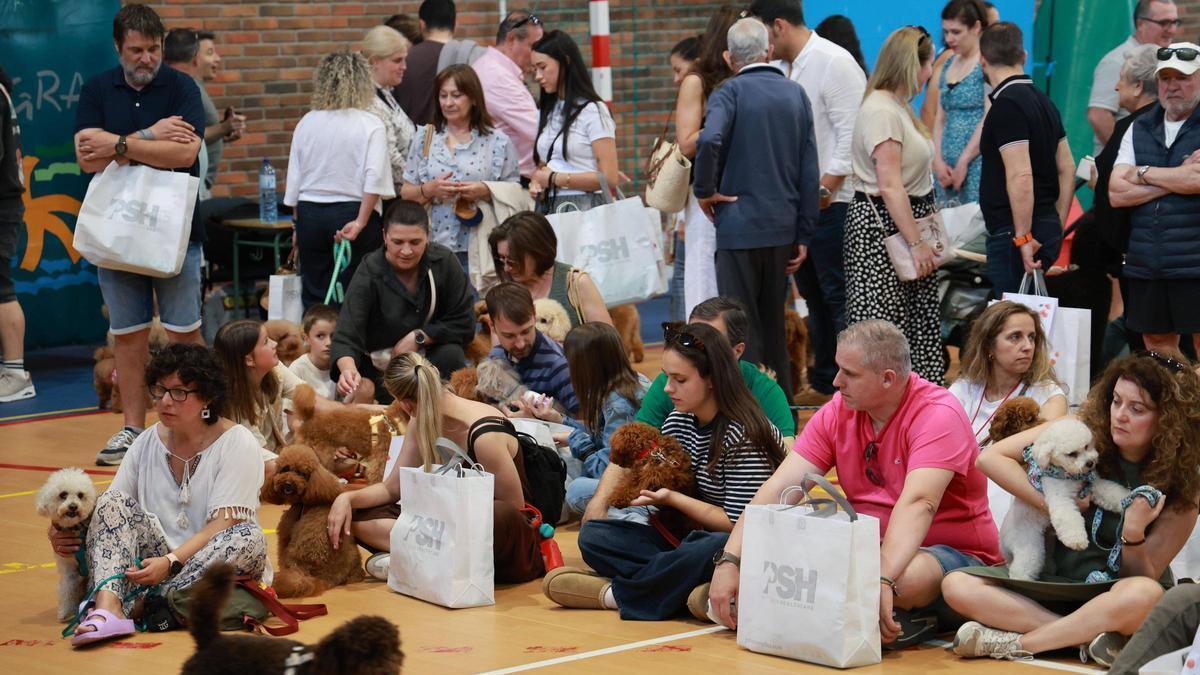 Más de 300 ejemplares en la cuarta «canichada» de Galicia
