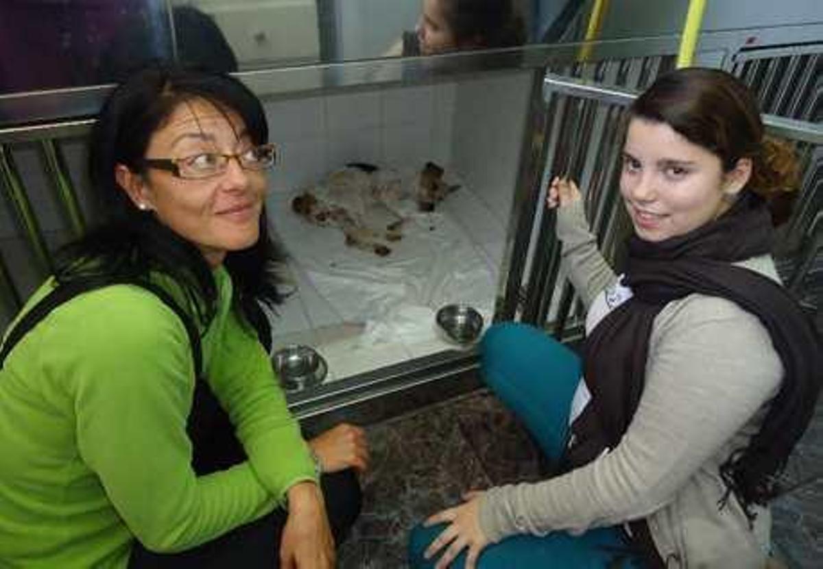 Voluntarios buscan un nuevo hogar para "Foster".