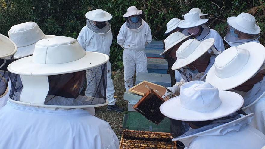 O GDR Terra e Auga impulsa cursos de apicultura e panadería