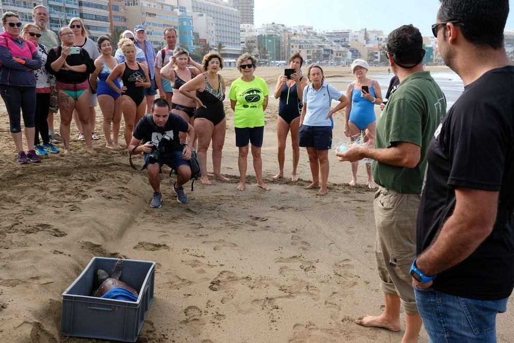 Suelta de una tortuga boba en Las Canteras