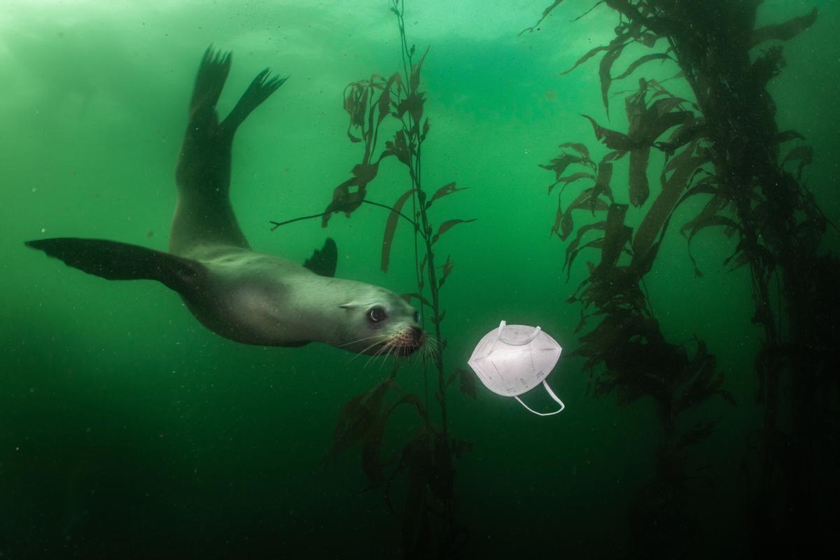 Premio Medio Ambiente: 'California Sea Lion Plays with Mask'.
