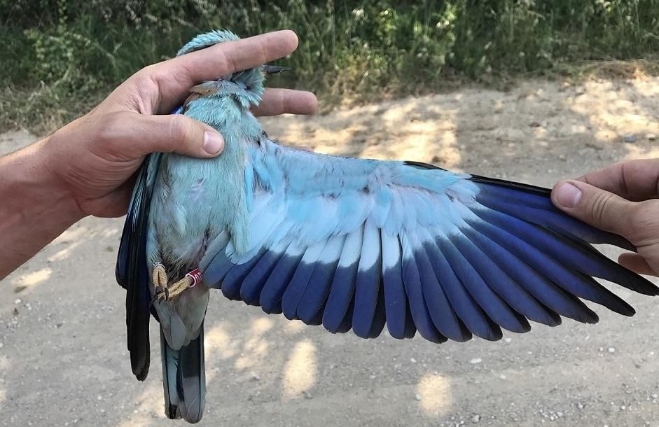 El gaig blau als Aiguamolls de l'Empordà