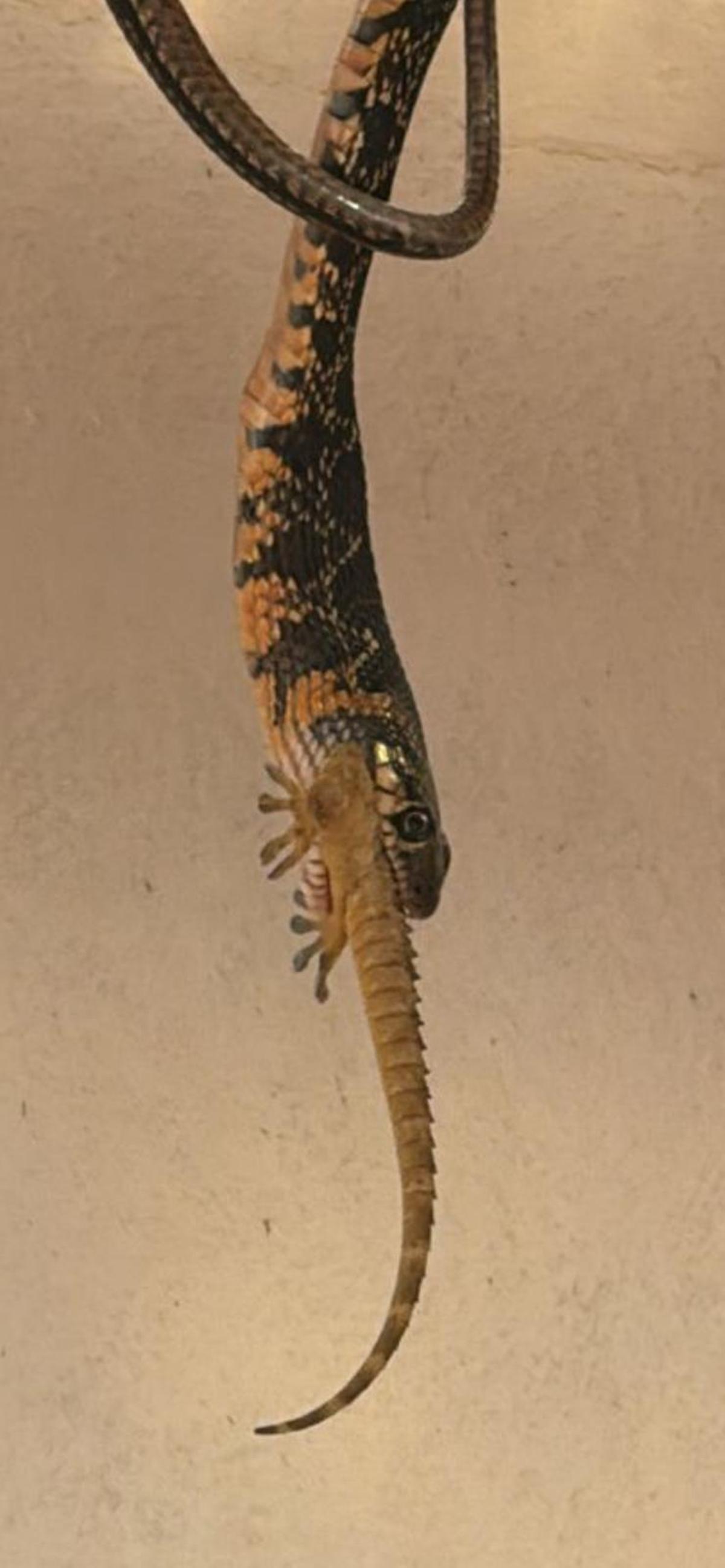 Una serpiente comiéndose un dragón