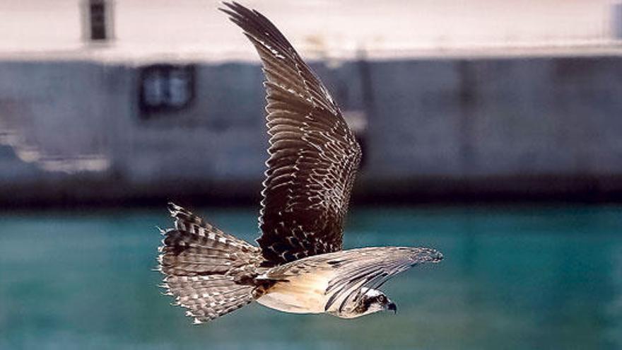 Flog durch den Hafen: Junger Seeadler in Porto Pi