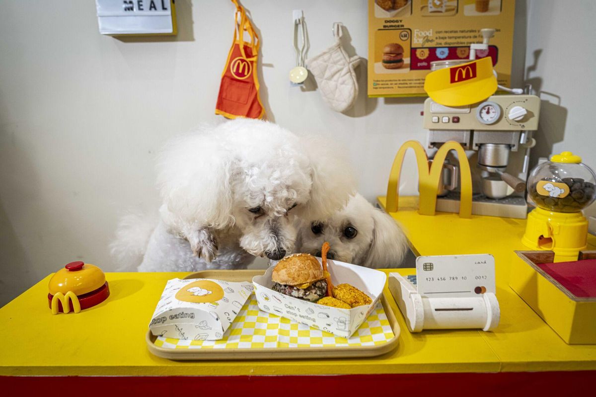 Barcelona 25/09/2025 Barcelona. Happy Meals para perros. La cafetería para perros Voilà Concept (la que hicimos hace tiempo los capuchinos perrunos) ahora monta una pop-up en la que ofrece hamburguesas y nuggets para perros, a lo happy meal. Son bastante vistosos. AUTOR: MANU MITRU
