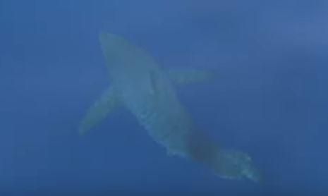 Una imagen del tiburón blanco avistado en Cabrera