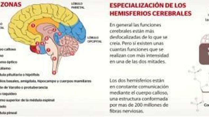 El cerebro, ese gran desconocido