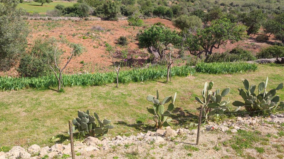 La odisea de tener cabras asilvestradas como vecinas