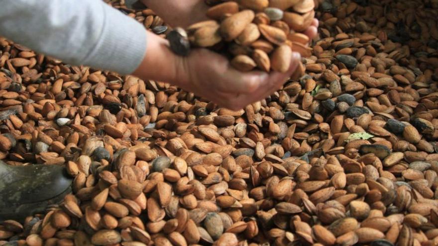 Más almendras, a pesar de la sequía