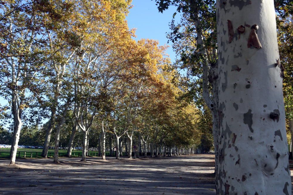 Parc de la Devesa.