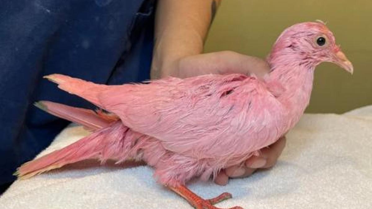 Tiñen a una paloma de rosa