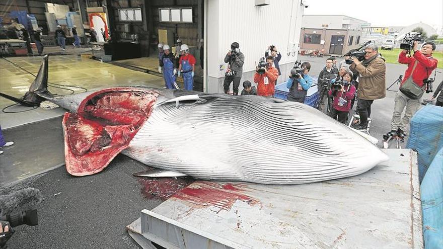 Japón vuelve a la caza comercial de ballenas tras 31 años de pausa