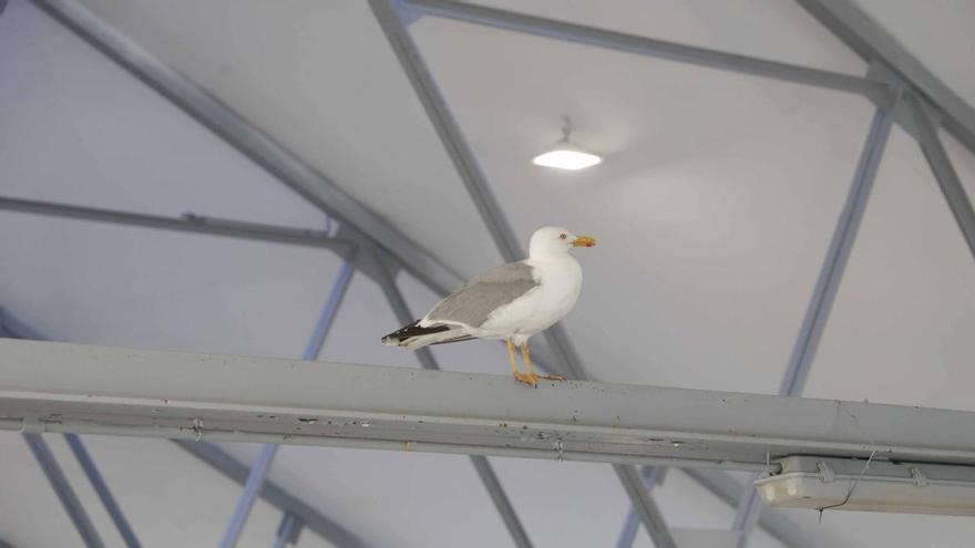Una gaviota "toma" la plaza de abastos de Cangas