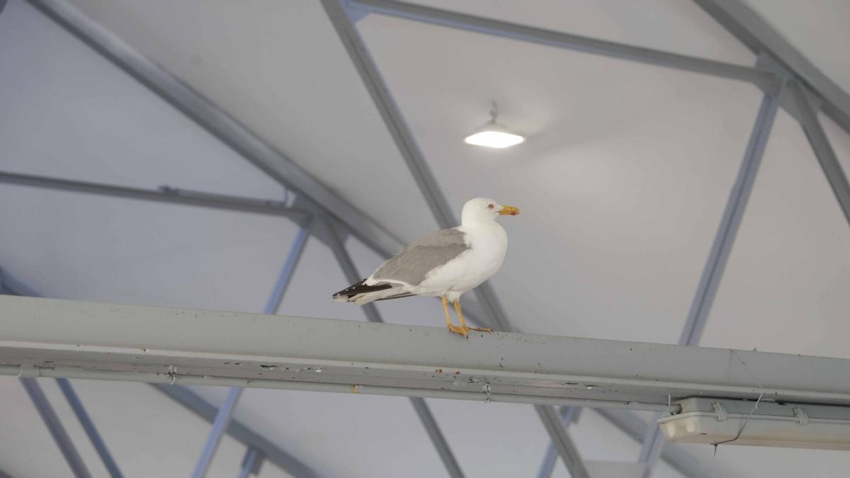 Una gaviota lleva cuatro dias en la plaza de abastos y no sale de ahí