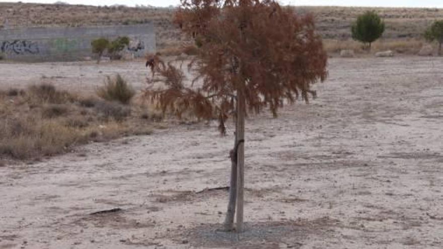 Uno de los árboles de la Urbanización Río Park ya seco