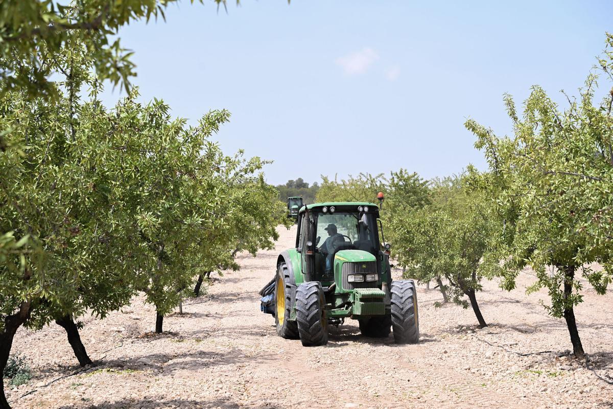 PINOSO. CAMPAÑA ALMENDRA, COOPERATIVA EL MAÑAN, FRUTOS SECOS, ALMENDRAS, ECONOMIA, AGRICULTURA, EXPORTACION, ALMACEN, CAMPO, CULTIVO, ALMENDROS, AGRICULTORES