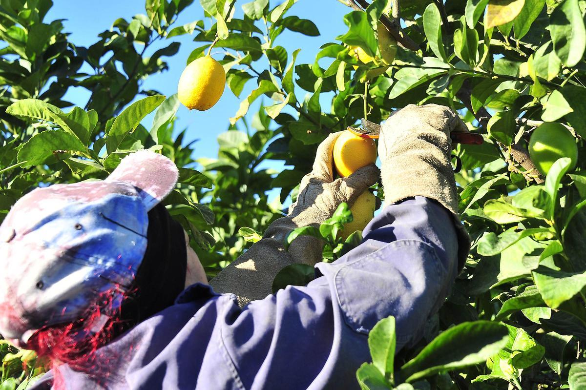 Recolección de limones en esta campaña en una finca de la Vega Baja.