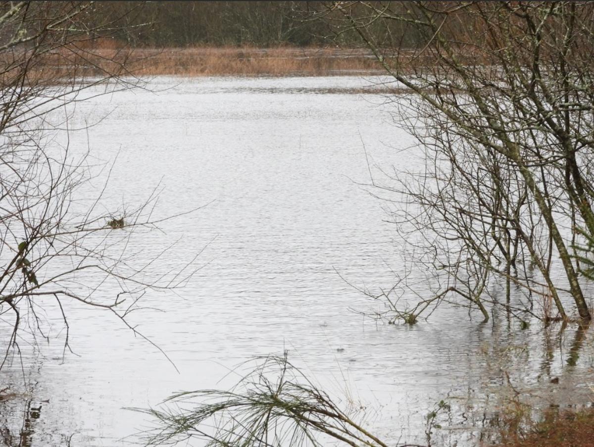Olives está estos días llena.
