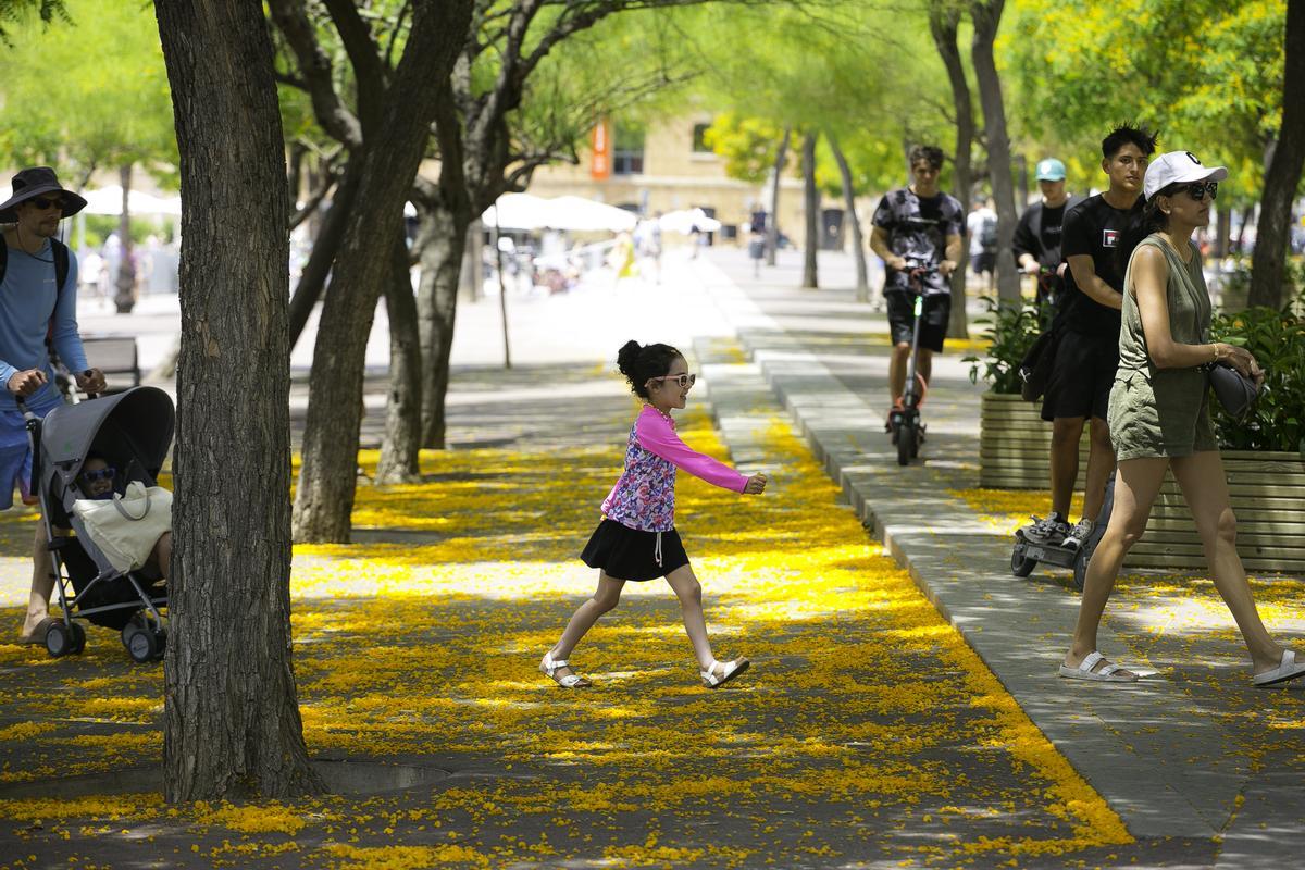 Esta es la flor amarilla silvestre que no dejas de ver por las calles de Barcelona las flores de tipuana