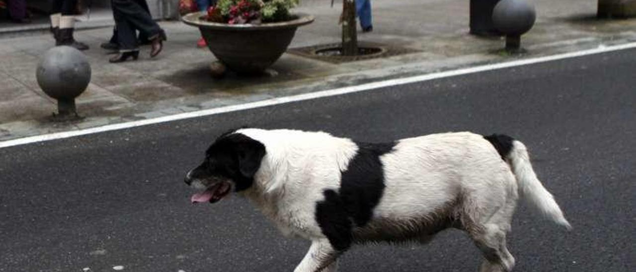 Un perro abandonado por las calles del casco urbano. // Bernabé/Luismy