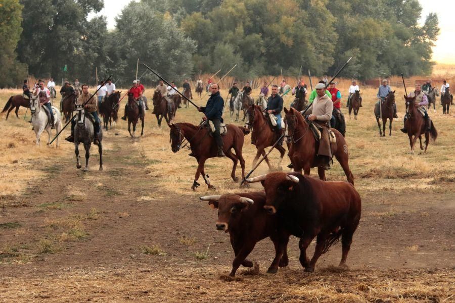 Encierro en San Miguel de la Ribera