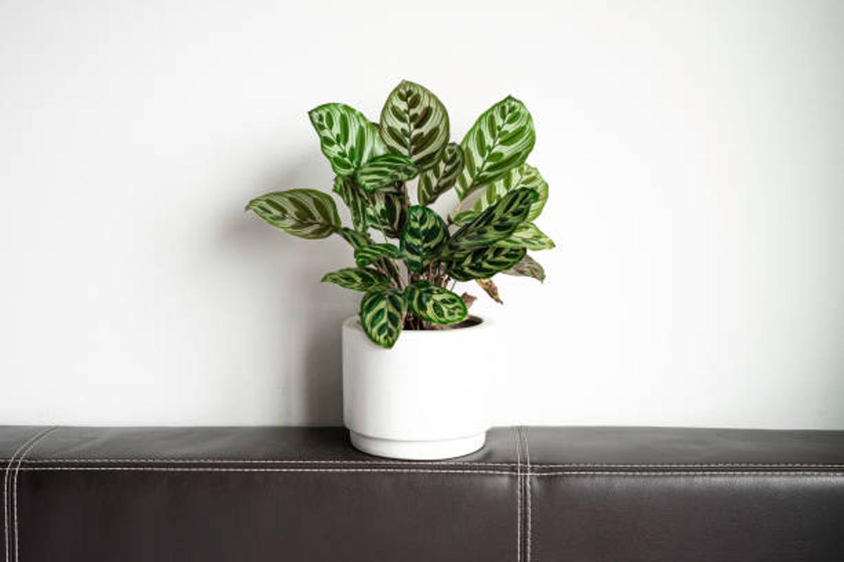 Calathea