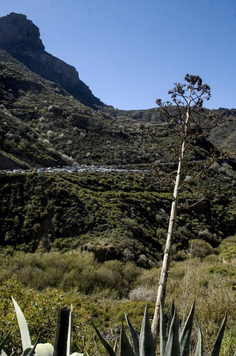 Fiesta del Almendro en Flor en Tejeda