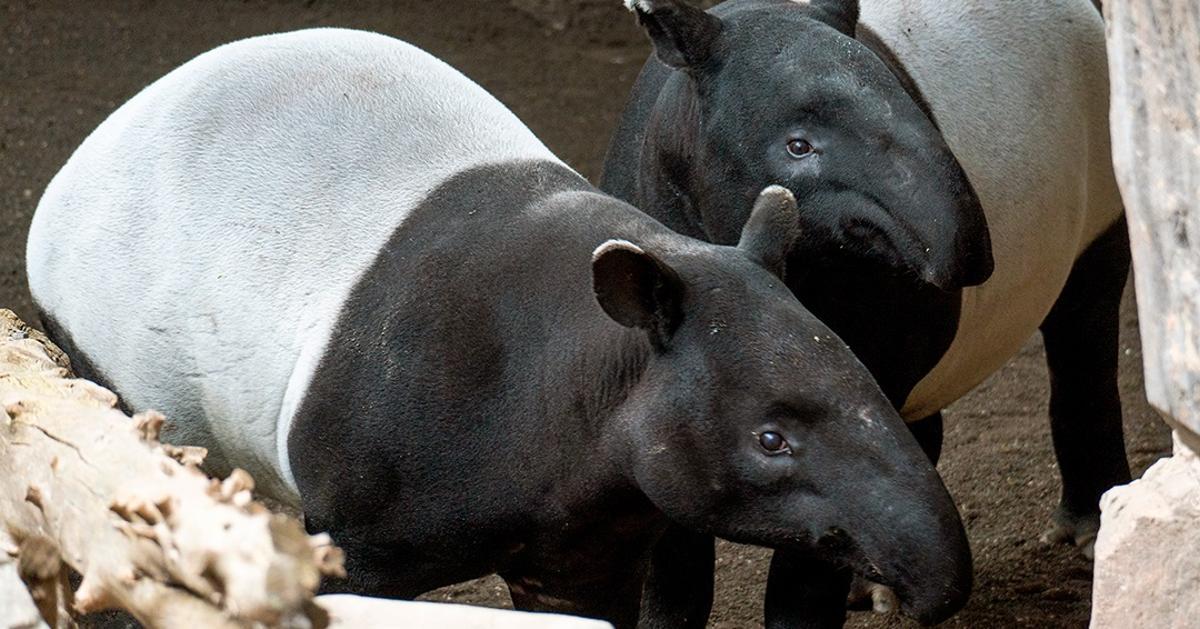 Rawa y Pi, la pareja de tapires malayos de Bioparc Fuengirola.