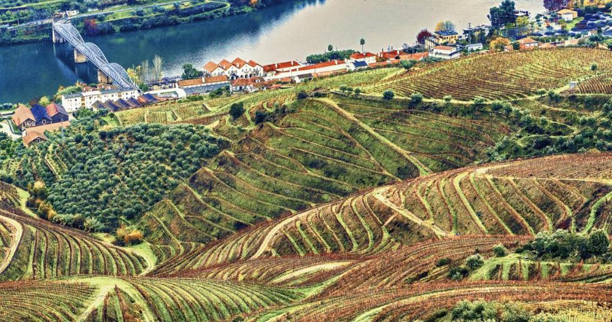 Un recorrido por los viñedos del Duero.