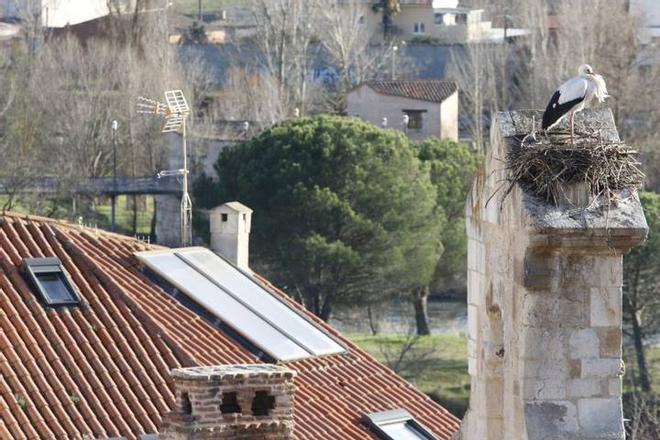 San Blas quiere a las cigueñas