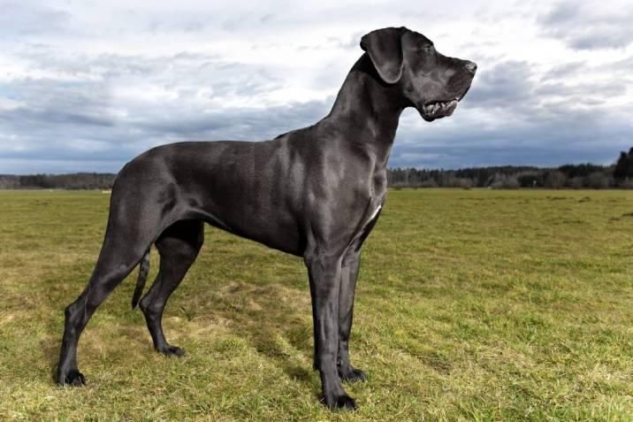 gran danes perro