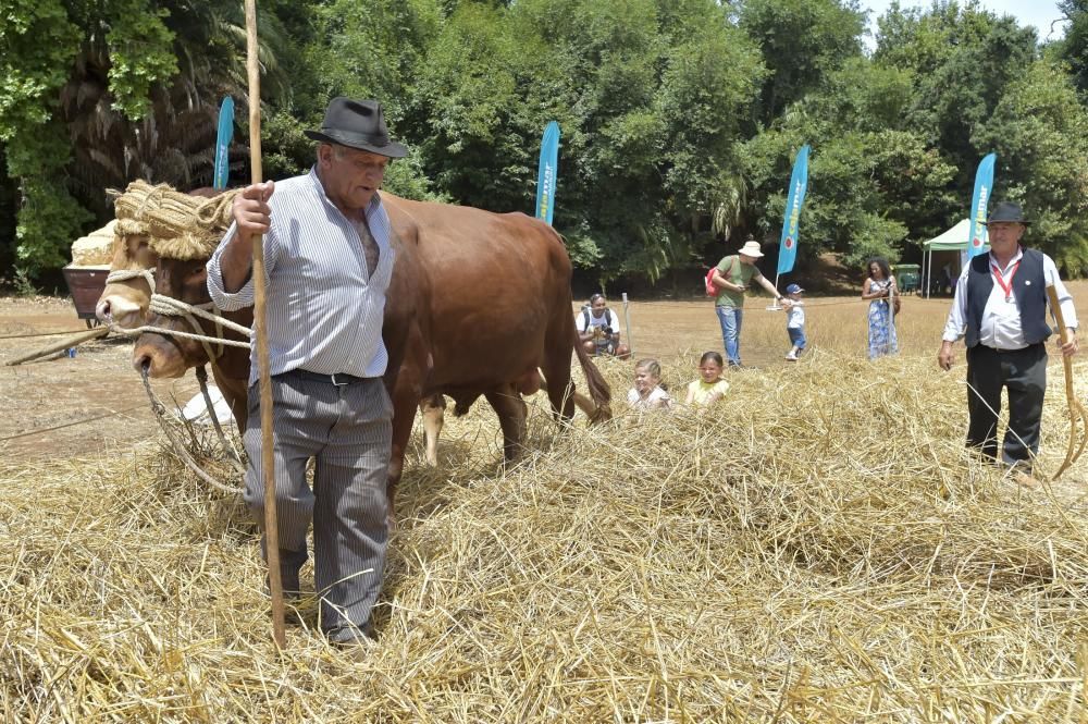 Feria de ganado