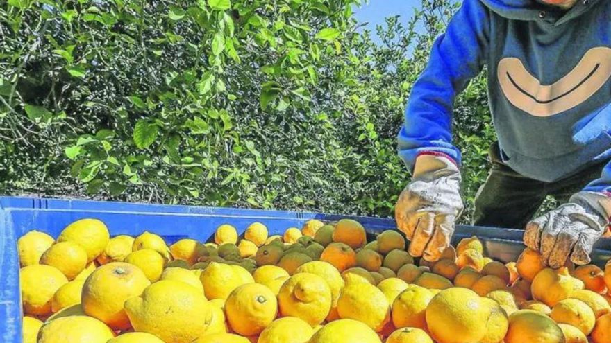 Un agricultor recolecta limones.
