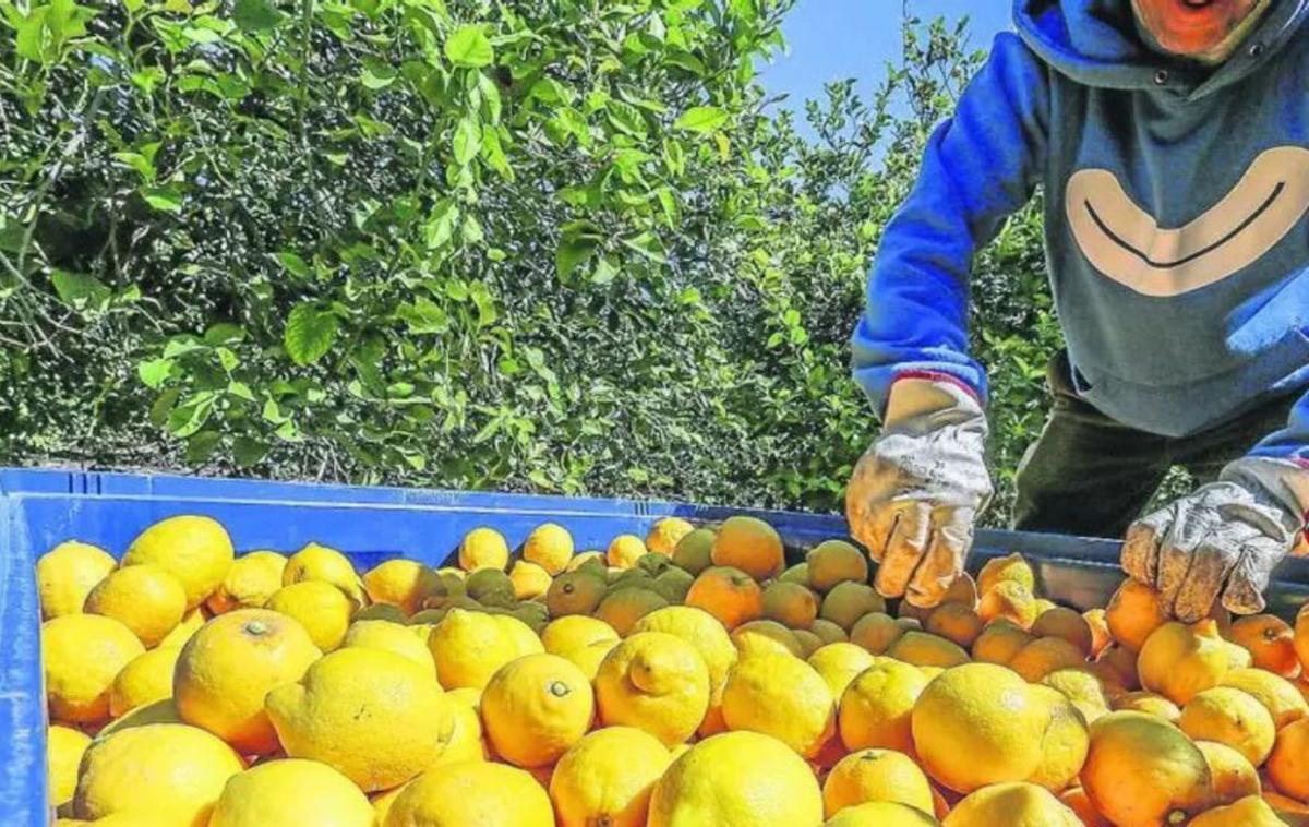 Un agricultor recolecta limones. | L. O.